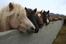 Iceland-Iceland Shorts-Horse Round Up in Iceland
